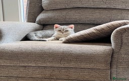 British Shorthair cats for sale: Beautiful silver spotted BSH for sad sale  - Image 1