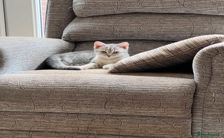 British Shorthair cats - Advert 7