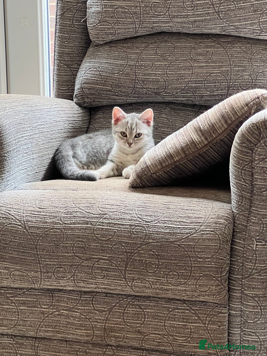 British Shorthair cats for sale: Beautiful silver spotted BSH for sad sale  - Image 1