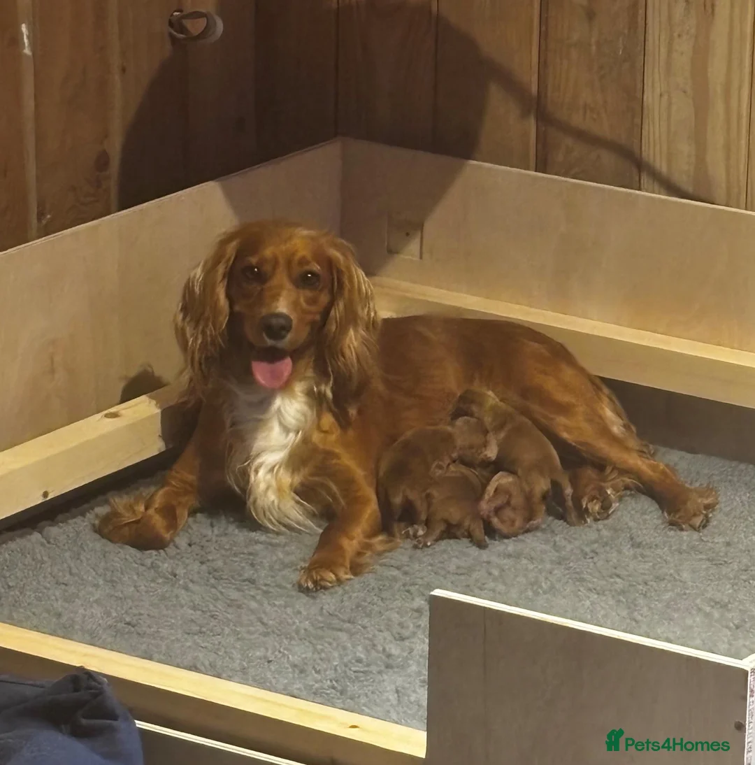 Cocker Spaniel dogs for sale: Golden Working Cocker Spaniel Puppies  - Advert 9