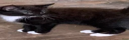 Mixed Breed cats for sale: Beautiful girls  - Advert 8
