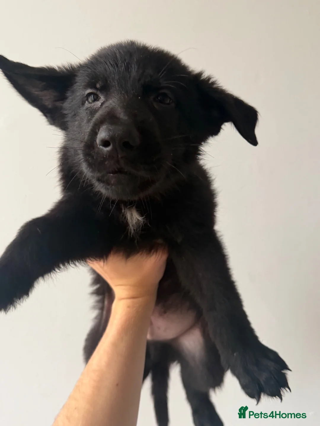 German Shepherd dogs for sale: Full pedigree German shepherd Puppies  - Advert 2