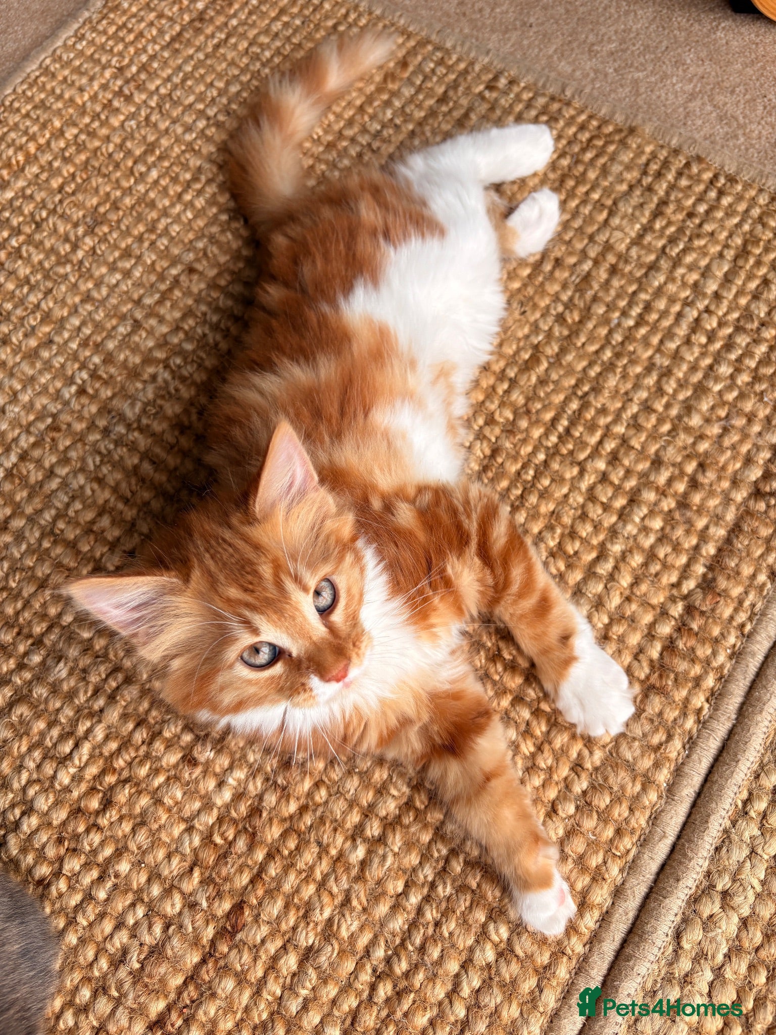 Mixed Breed cats Adorable Fluffy Kittens!  - Advert 1