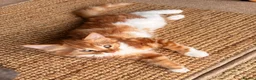 Mixed Breed cats for sale: Adorable Fluffy Kittens!  in Uckfield - Advert 1