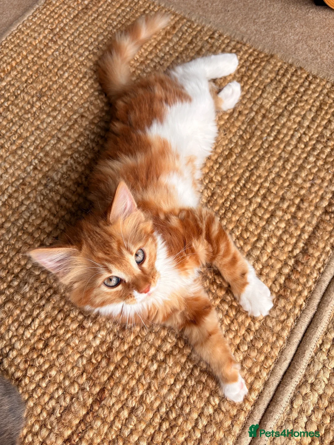 Mixed Breed cats for sale: Adorable Fluffy Kittens!  in Uckfield - Advert 1