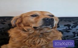 Golden Retriever dogs for sale: 🐾Pure Golden retrievers puppy🐾 - Image 30