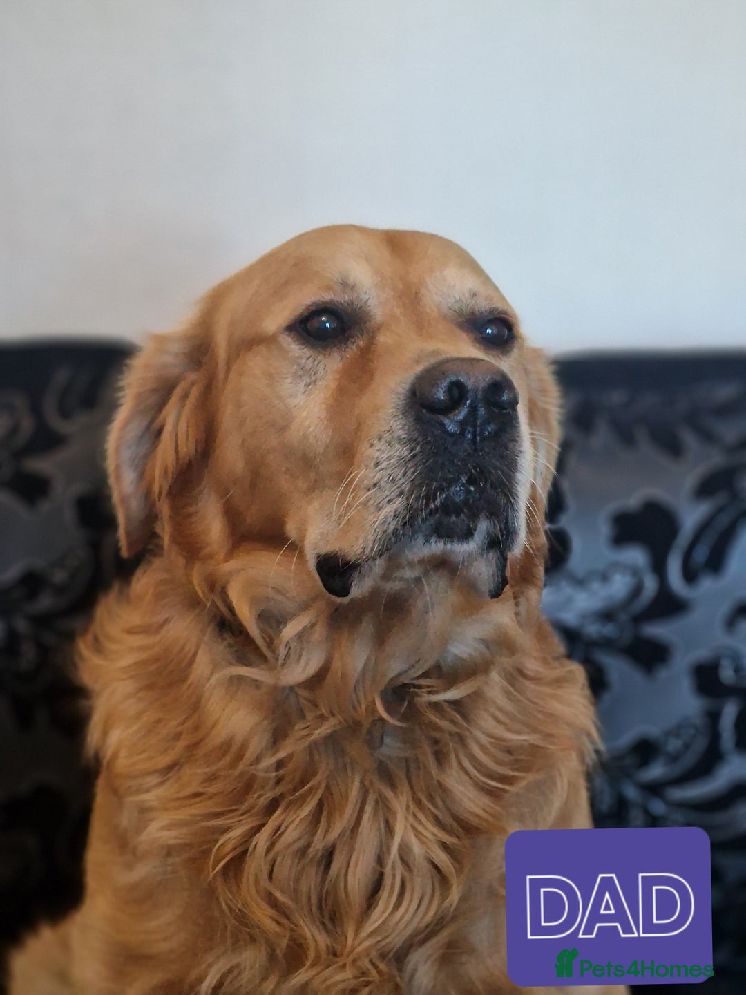Golden Retriever dogs for sale: 🐾Pure Golden retrievers puppy🐾 - Image 30