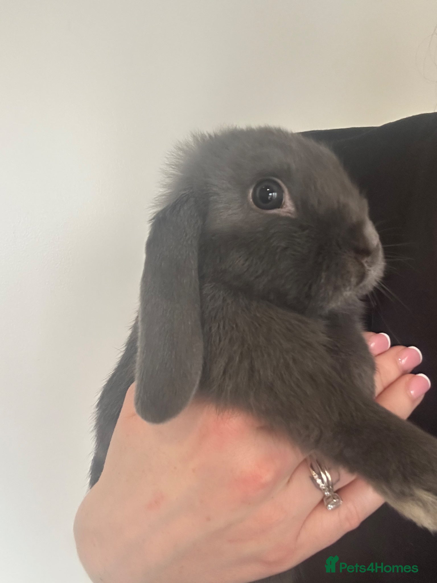 Mini Lop rabbits Available ready to leave now.  - Advert 6