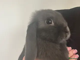 Mini Lop rabbits Available ready to leave now. - Advert 6