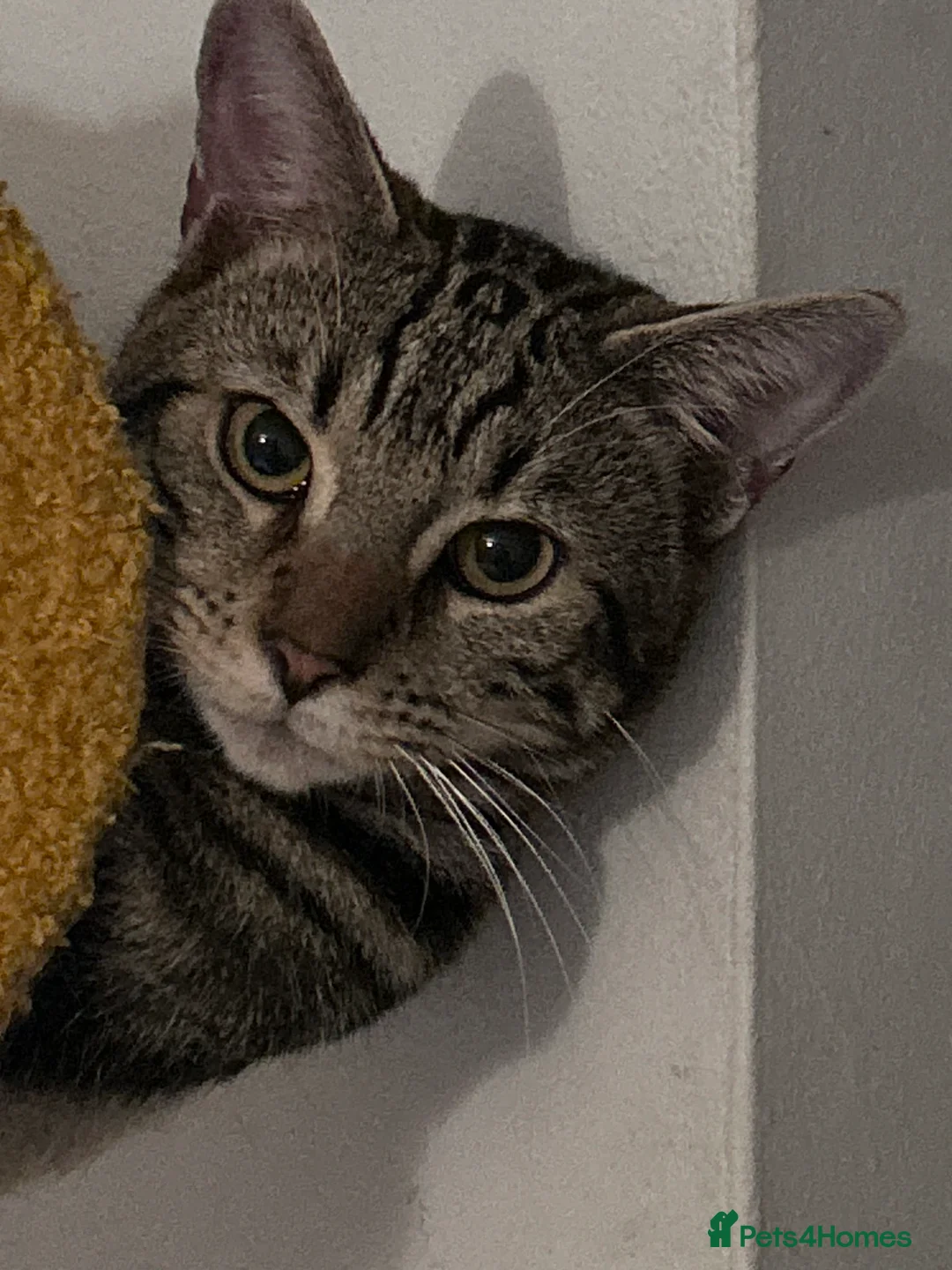 Bengal cats for sale: Beautiful Bengal Male Kitten For Sale  - Advert 1