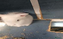 Mixed Breed rabbits for sale: Baby rabbits  - Image 2