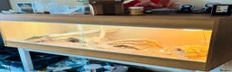 Bearded Dragon reptiles for sale: Bearded lizard in Westbury - Advert 6