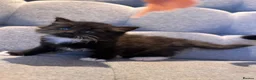 Mixed Breed cats for sale: Fluffy little cat ready for new home  in London - Advert 13