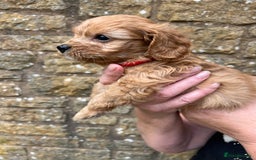 Cavapoo dogs for sale: Cavapoos puppies  - Image 30