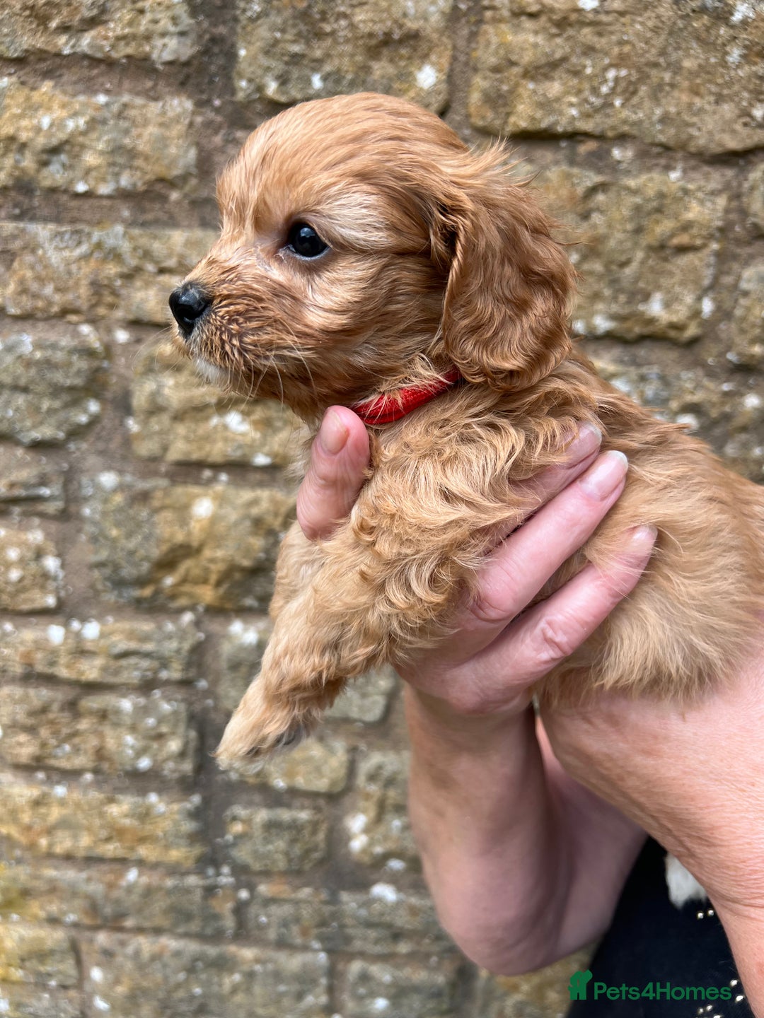 Cavapoo dogs for sale: Cavapoos puppies  - Image 30