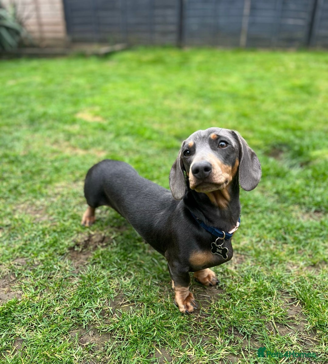 Miniature Dachshund dogs for stud: Available for stud blue and tan mini dachshund - Image 24