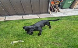 Springador dogs for sale: Labrador  - Image 9