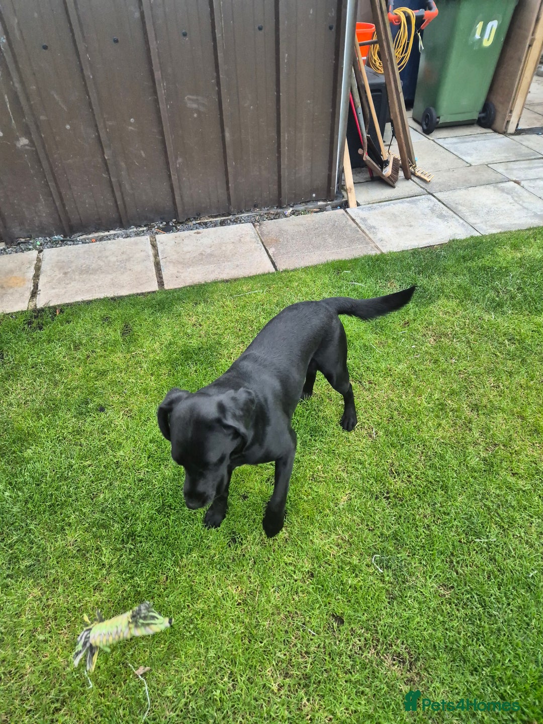 Springador dogs for sale: Labrador  - Image 9