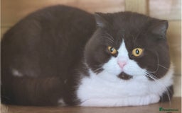 British Shorthair cats for sale: Lilac and white harlequin bsh boy  - Image 5