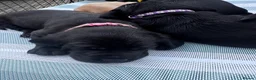 Labrador Retriever dogs for sale: KC Registered beautiful working labrador puppies in Oldham - Advert 18