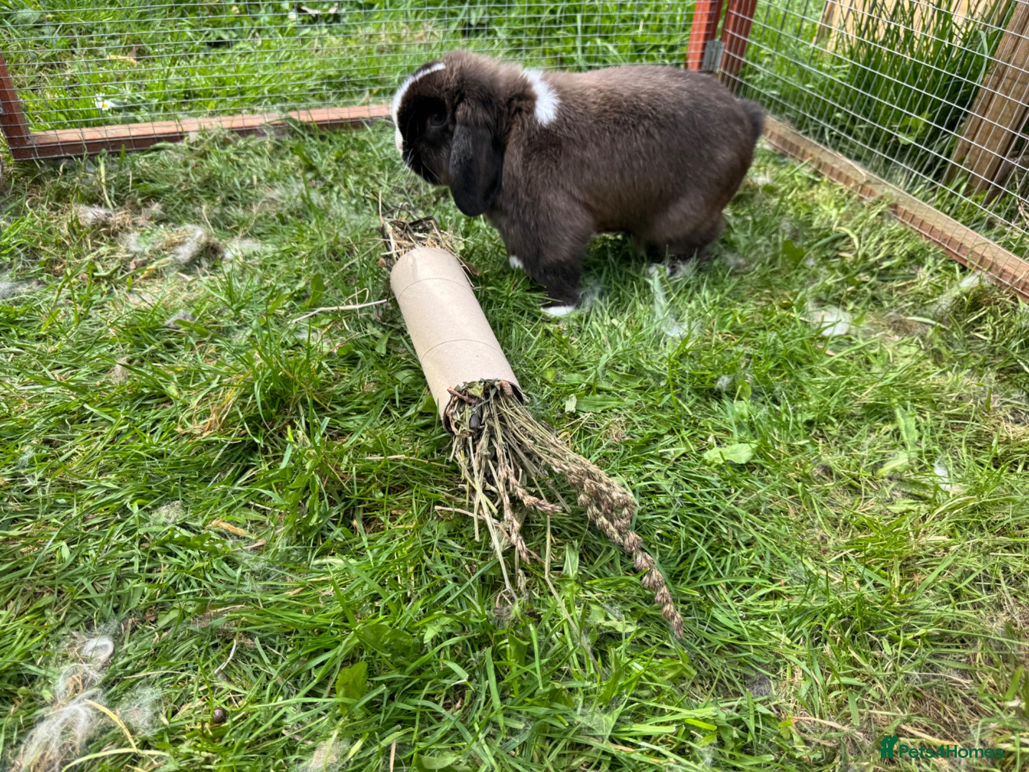 Mini Lop rabbits Mini lops available  - Advert 1