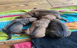 Rhodesian Ridgeback dogs for sale: Exquisite litter Rhodesian Ridgebacks - Image 2