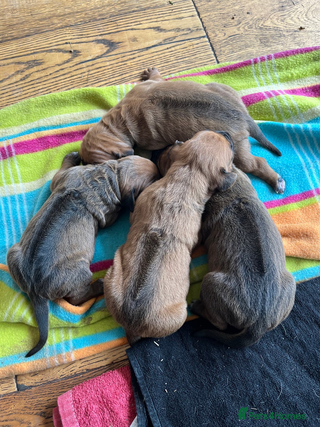 Rhodesian Ridgeback dogs for sale: Exquisite litter Rhodesian Ridgebacks - Image 2