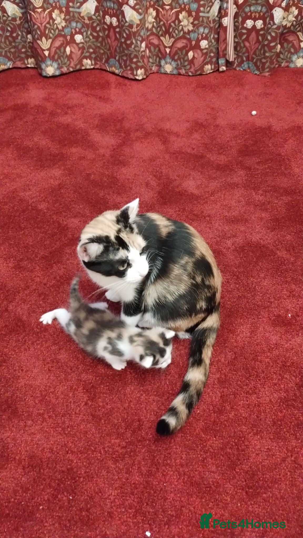 Mixed Breed cats Beautiful fluffy kittens.  - Advert 20