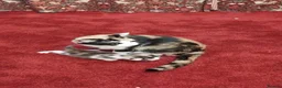 Mixed Breed cats for sale: Beautiful fluffy kittens - Advert 4