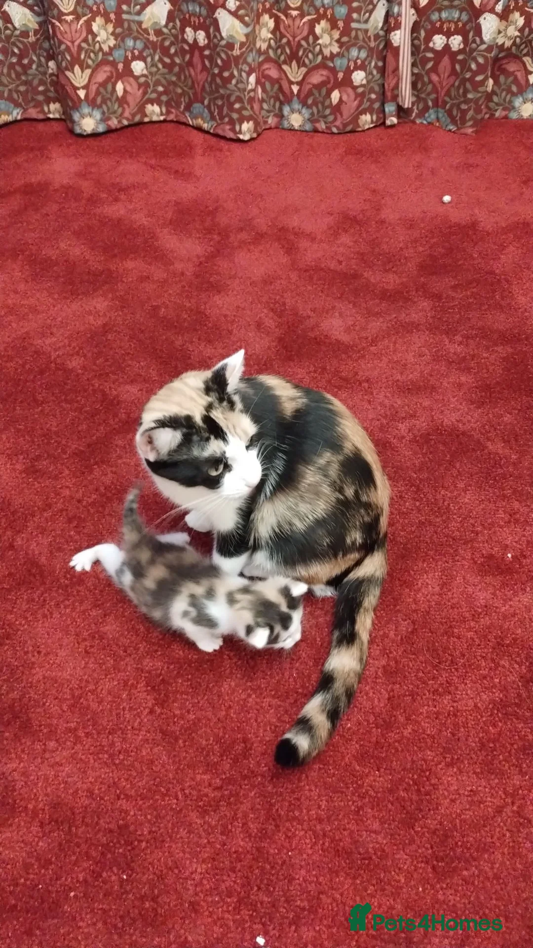 Mixed Breed cats for sale: Beautiful fluffy kittens - Advert 4