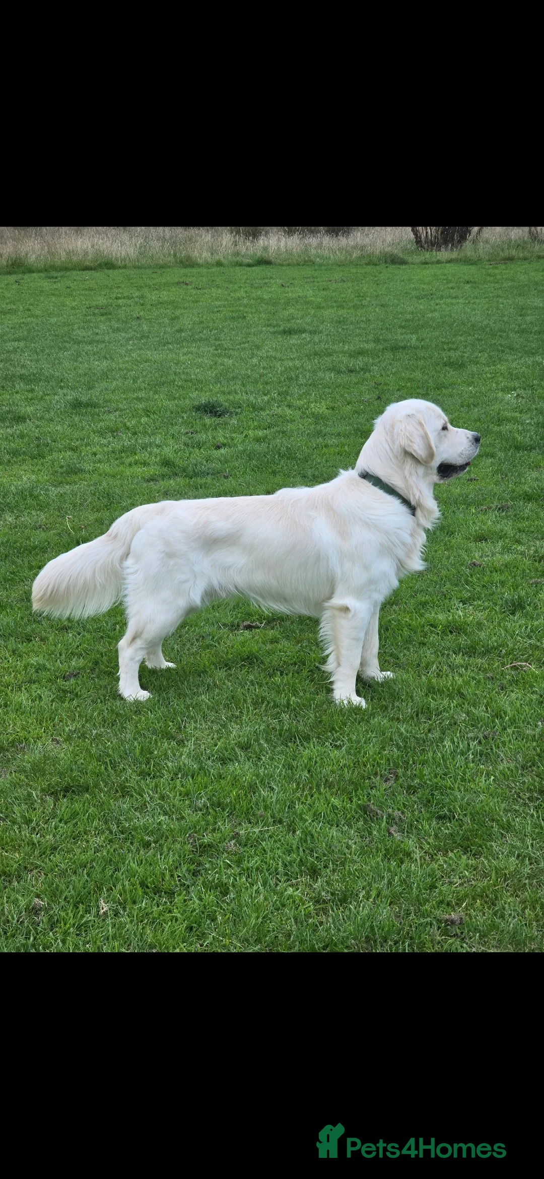 Golden Retriever dogs for stud: Stunning Golden Retriever for Stud - Advert 3