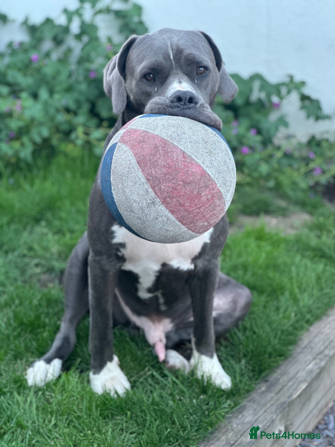 Mastiff dogs for sale: Mastiff dog ( Buddy )  - Advert 5