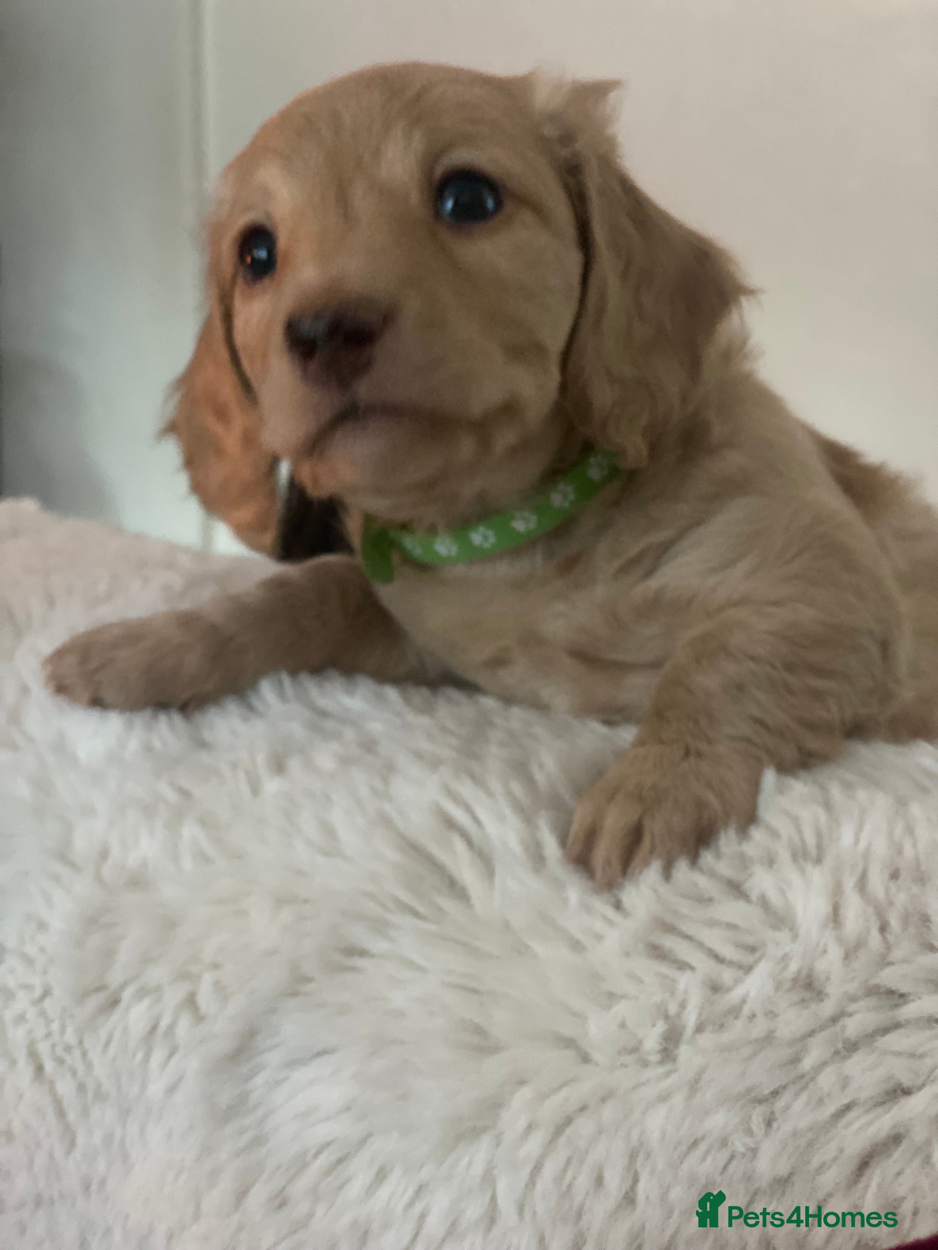 Miniature Dachshund dogs Long-Haired Miniature Cream Dachshund - Advert 6