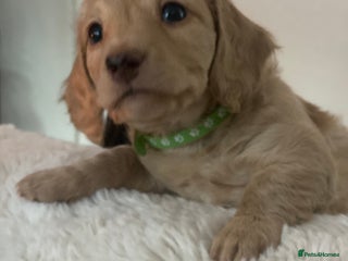 Miniature Dachshund dogs Long-Haired Miniature Cream Dachshund - Advert 6