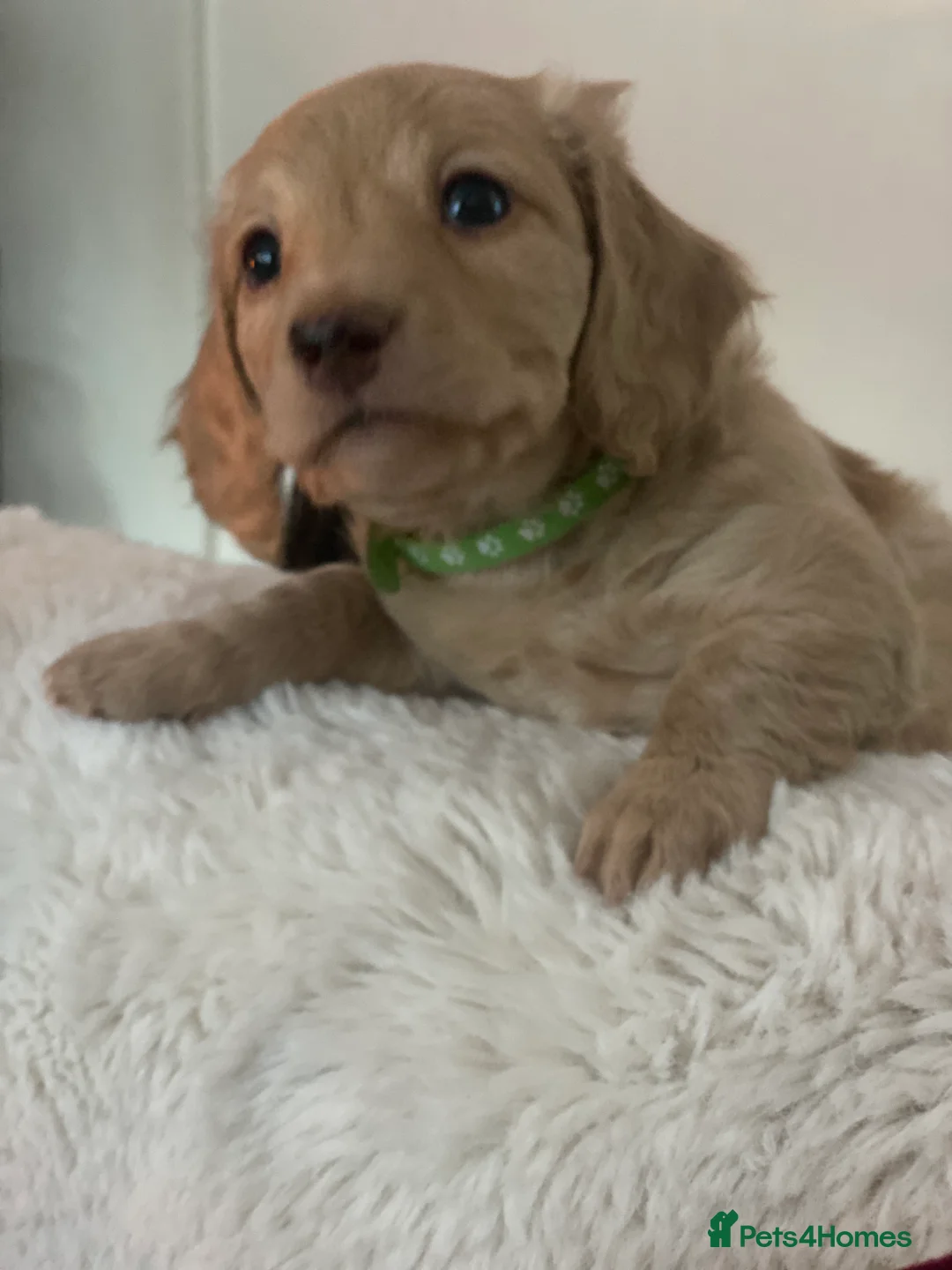 Miniature Dachshund dogs for sale: Long-Haired Miniature Cream Dachshund - Advert 1