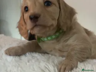 Miniature Dachshund dogs Long-Haired Miniature Cream Dachshund - Advert 15