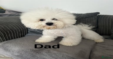 Bichon Frise dogs in Dagenham - Advert 4