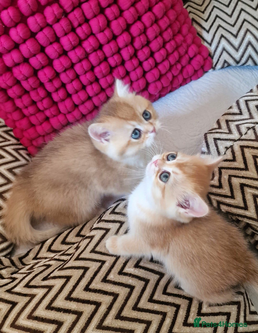 British Shorthair cats for sale: GOLDEN BRITISH SHORTHAIR KITTENS TICA  - Image 22