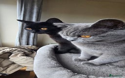 British Shorthair cats for sale: Storm and Cosmo  - Image 1