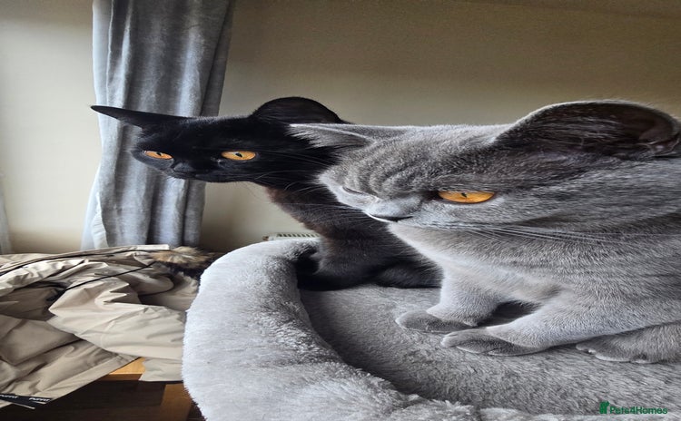 British Shorthair cats - Advert 3