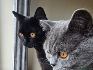 British Shorthair cats - Advert 35