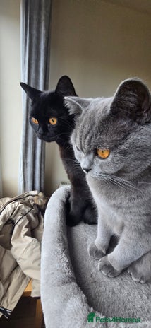 British Shorthair cats - Advert 16