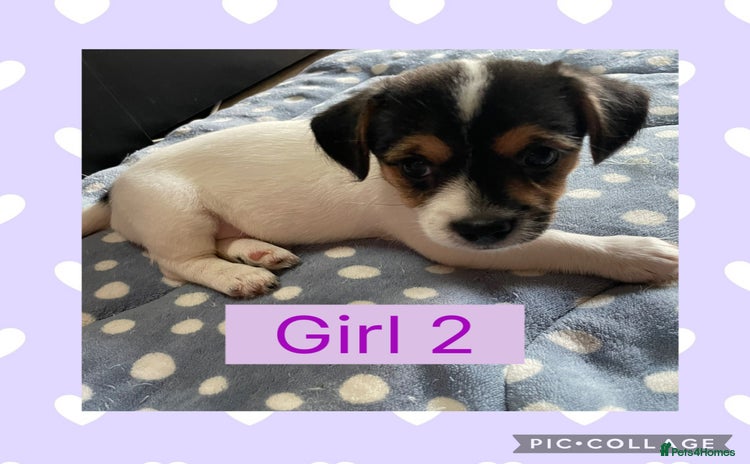Mixed Breed dogs - Advert 10