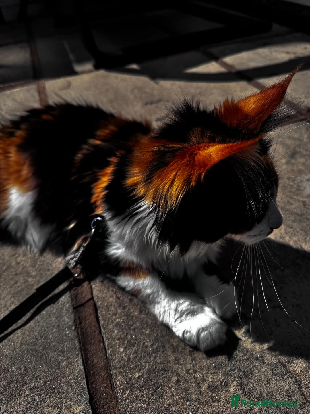 Maine Coon cats for sale: Stunning 6-Month-Old Maine Coon Kitten in Coventry - Advert 7