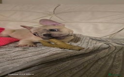 French Bulldog dogs for sale: Elsa Girl - Image 8