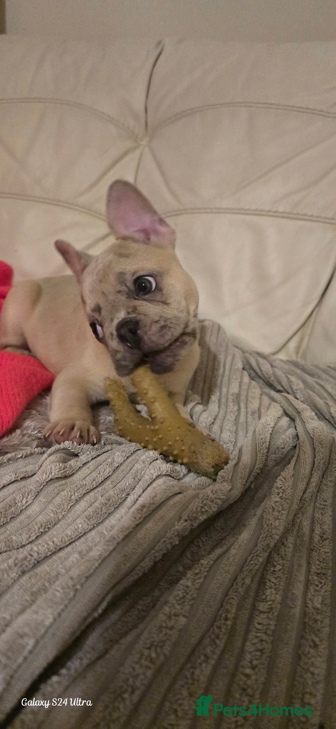 French Bulldog dogs for sale: Elsa Girl - Image 8