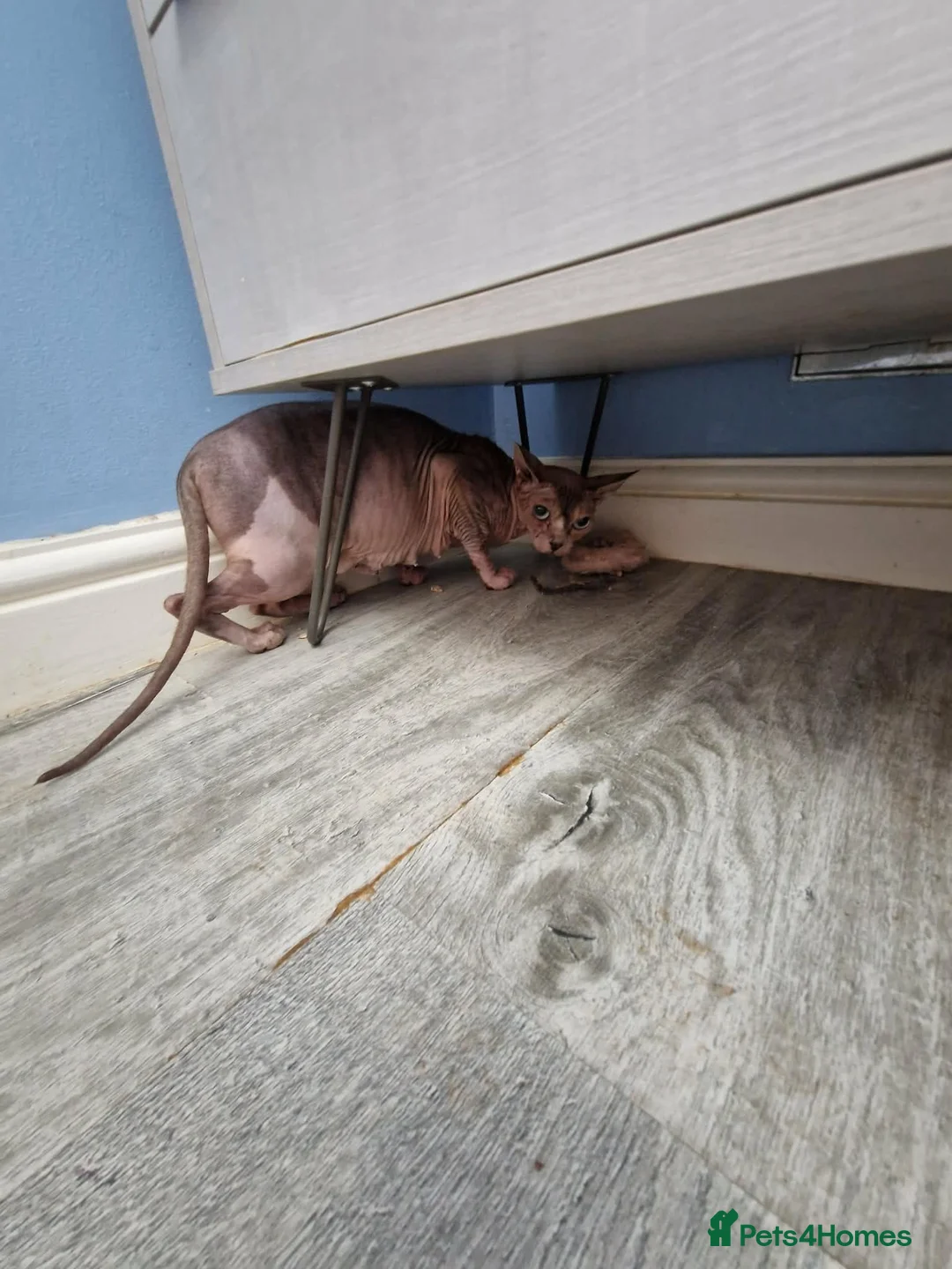 Sphynx cats for sale: Sphynx lady looking for good home FREE in Blackburn - Advert 4