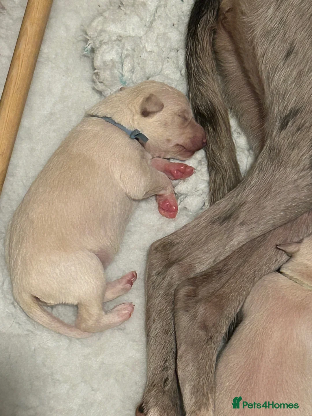 Whippet dogs for sale: Whippet lurcher pups - Advert 25