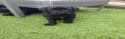 Labrador Retriever dogs for sale: Gorgeous English Labradors * 1 boy available*  - Advert 4