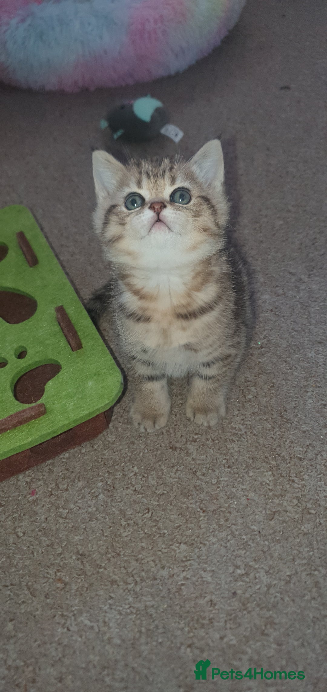 British Shorthair cats for sale: British Shorthair Black and Brown Golden Tabby ✨️  - Advert 8